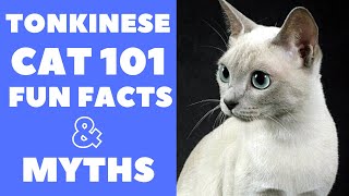 Tonkinese Cats 101  Fun Facts amp Myths [upl. by Ranitta]