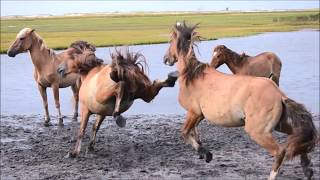 Extreme Power Meeting Between Two Wild Horses [upl. by Binnings]