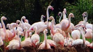 Especialistas trabalham para reproduzir flamingos em cativeiro no interior de SP [upl. by Tevis]