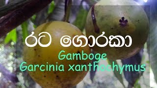 Ratagoraka  Gamboge  Garcinia xanthochymus  Ayurvedic plants [upl. by Heshum]