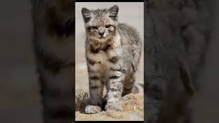 Andean Mountain Cat 16 [upl. by Tatia]