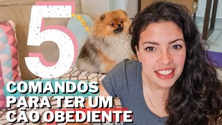 Como ADESTRAR seu cachorro em CASA 🏠 [upl. by Faires532]