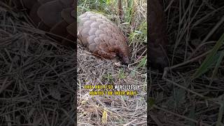 Pangolin The Most Trafficked Mammal in The World [upl. by Jobye930]