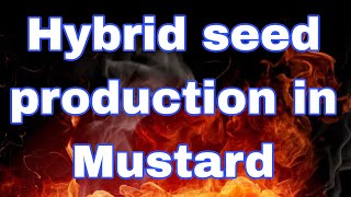 Hybrid seed production in Mustard [upl. by Psyche]