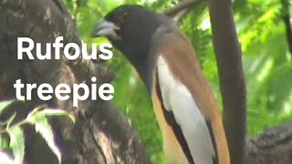 Rufous treepie bird [upl. by Sundberg]