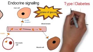 Video 1 Intercellular Signalling [upl. by Durning80]