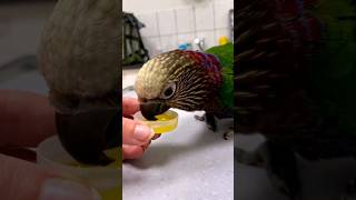 Bird Mite Chronicles Signs Treatment and Prevention Part 1 birds BirdMiteAwareness pet [upl. by Trimble]