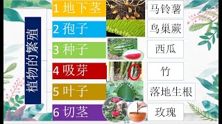 三年级 KSSR Semakan 科学 单元五 植物【植物的繁殖方法】 [upl. by Beaufort]