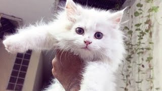 How to check persian cats quality before buying  Things you must know about persian cats UrduHindi [upl. by Massingill]