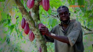 Chemico Cocoasett Spraying Programme Mampong District [upl. by Assyn]