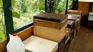 Bienen einfütternКормим пчёл на зиму Feed beesNourrir les abeilles [upl. by Ylimme]