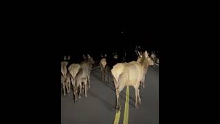 Driver Joins Elk Herd on Leisurely Stroll in Colorado [upl. by Laine]