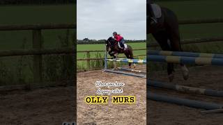 Meet Olly Murs the Pony horse equestrian showjumping horseriding pony horselover [upl. by Enaelem524]