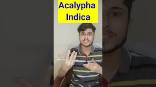 Acalypha Indica Homeopathic Medicine short youtubeshorts [upl. by Pepillo44]