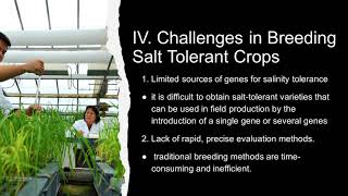 Breeding for Salinity Tolerance [upl. by Hajile30]