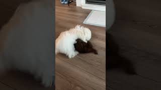 trending puppy barks bichonfrisepuppy cute barky dog 2024 maltipoo barking trending dogs [upl. by Nnylrats754]