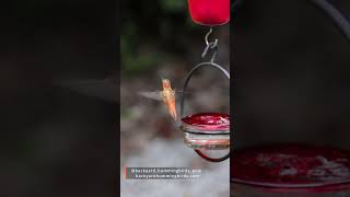 Male Rufous hummingbird in slow motion hummingbird hummingbirds birds [upl. by Rhona]