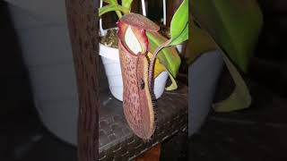 La plante carnivore hybride Nepenthes boschiana x adrianii caractéristiques et culture [upl. by Eenwahs259]