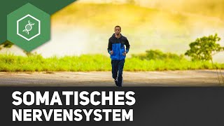 Somatisches Nervensystem Aufgaben amp Funktionsweise [upl. by Jermaine]