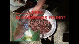 How to find blood worms in your backyard canal and tips  English Dubbed [upl. by Nimocks]