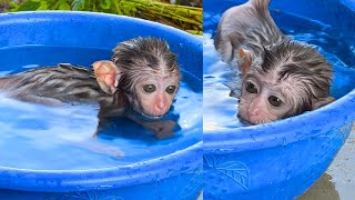 Monkey baby Bon learns to SWIM and DIVE  Grandma Ly is SHOCKED by his TALENT [upl. by Pietje]