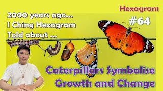 I Ching Hexagram No 64 Told That Caterpillars Symbolise Growth and Change [upl. by Haggai925]