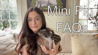 Everything You Need To Know About Mini Pigs [upl. by Vanny920]