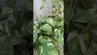 How can we care money plant moneyplant plants [upl. by Nillor]