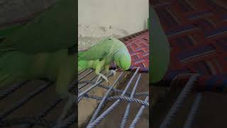 Parrot calling and singing parrot parrottalking cute birds mitthutalkingparrot petbird [upl. by Rozanne60]