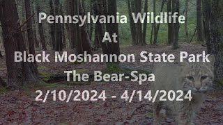 Pennsylvania Wildlife at Black Moshannon State Park The BearSpa 2102024  4142024 [upl. by Lezned]