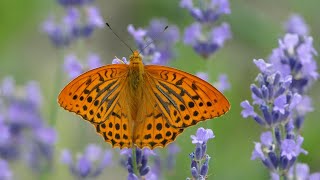 Dostojka malinowiec perłowiec malinowiec Argynnis paphia  samiec i samica 4K [upl. by Ignacius768]