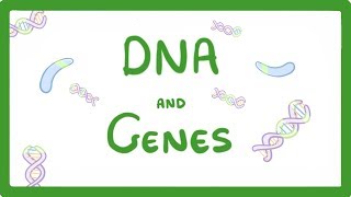 GCSE Biology  DNA Part 1  Genes and the Genome 63 [upl. by Ches]