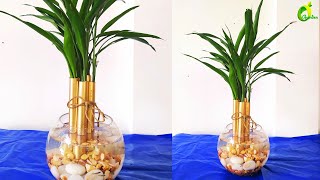 how To Grow Lucky Bamboo Without Soil In indoorLucky Bamboo Growing In Fish BowlORGANIC GARDEN [upl. by Ennayoj]