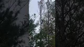 Pine Tree removal treecare stihl treeremoval arborist treeclimbing [upl. by Mayram]