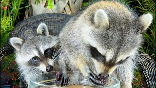 Raccoon Washes and Eats Grapes  Funny animals [upl. by Bride]