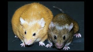 Epigenetics  the two mice in this picture have EXACTLY the same DNA sequence [upl. by Clyde]