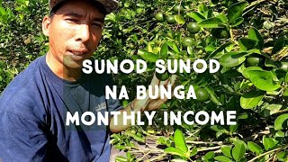 SIKRETO PAANO MAGPABUNGA NG MARAMI SUNOD SUNOD BAWAT BUWAN [upl. by Ehcor]