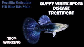 Guppy Fish White Spots Disease Treatment  Aquarium Fish Disease100 Working Treatment [upl. by Aivata]