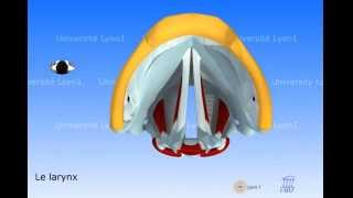 Le larynx  vibration des cordes vocales [upl. by Oinotnaesoj855]