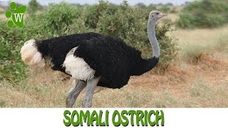 The Somali Ostrich [upl. by Adamsen636]