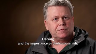 Herring and the importance of diadromous fish with Dave Sargent [upl. by Ledeen]