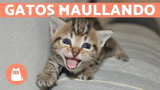 Los mejores MAULLIDOS de GATOS 🐱 ¡Gatos MAULLANDO mucho y fuerte 🐾 [upl. by Algie]