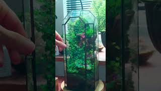 Different ways to water moss terrarium indoorgarden terrariums mossterrarium [upl. by Hamfurd]