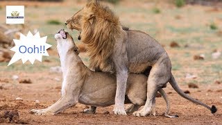 Where in East Africa is the best place to see animals MATING while on wildlife safari Maasai Mara [upl. by Munford692]