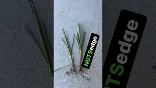 Got Nutsedge Parody lawncare lawncaretips funny y [upl. by Yerac]