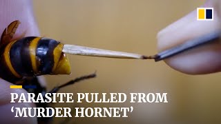 Japanese man performs surgery on giant ‘murder hornet’ by pulling a parasite from its stomach [upl. by Beniamino3]