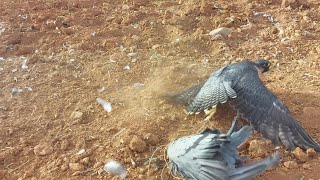 The easiest way to hunt the peregrine falcon  pigeon and net [upl. by Aimahc]