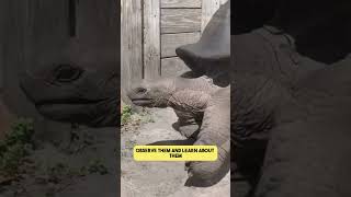 Why You Need to Have an Aldabra Tortoise [upl. by Yllil]