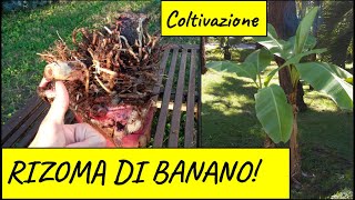 Coltivazione del BANANO da rizoma [upl. by Ailene]