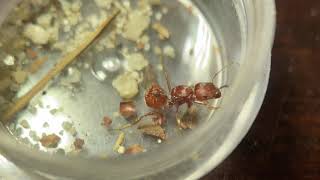 Newly Caught Pogonomyrmex subdentatus queen [upl. by Anatak929]